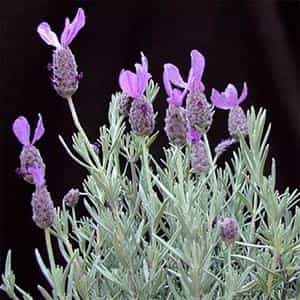 اسطوخودوس (لاواندر)