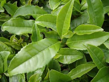 چای سبز