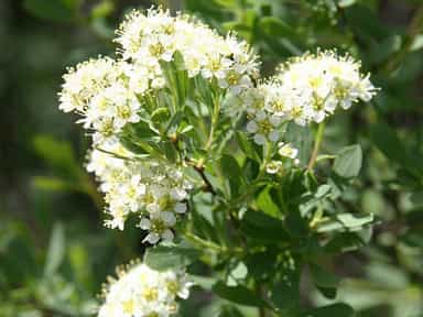 عروس چمنزار