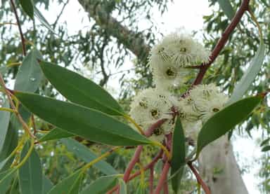 اکالیپتوس