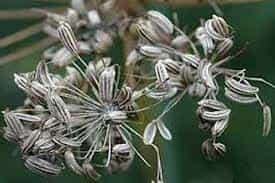 ترکیبی منتازین