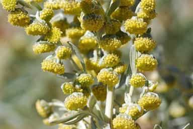 شربت افسنتین