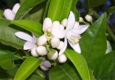 شربت بهارنارنج