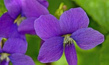 شربت گل بنفشه