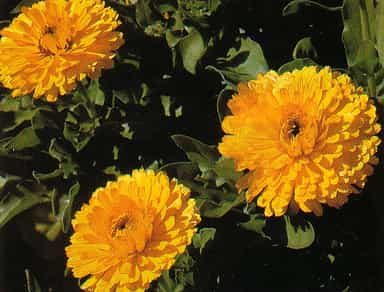 گل همیشه بهار