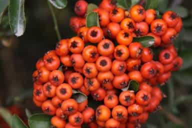 زالزالک وحشی