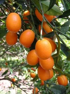 کامکوات