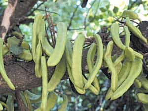 فلوس ( خرنوب هندی )