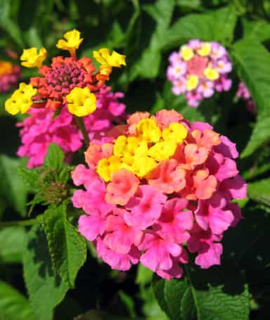 شاه پسند وحشی