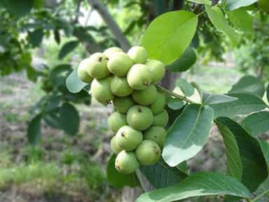 گردو