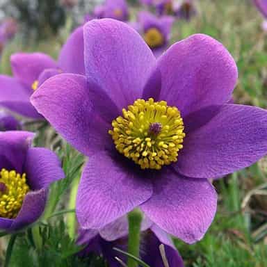 شقایق نعمانی