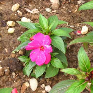 بادرنجبویه،گل حنا،ترنجان