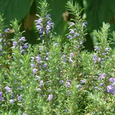 بادرشبویه(بادرنجبویه ترکی)