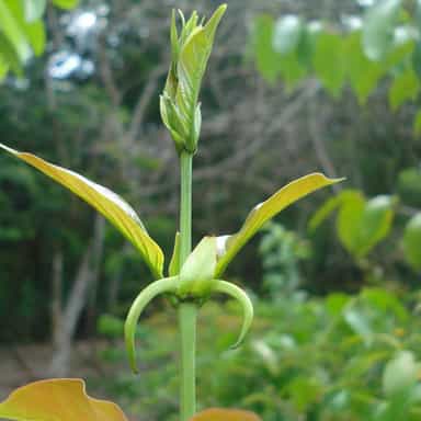 پنجه گربه،دارسنا