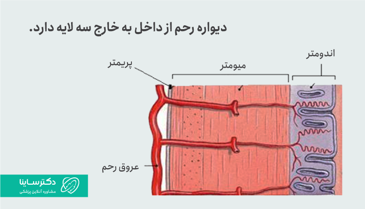 لایه‌های رحم به سه قسمت تقسیم می‌شوند.