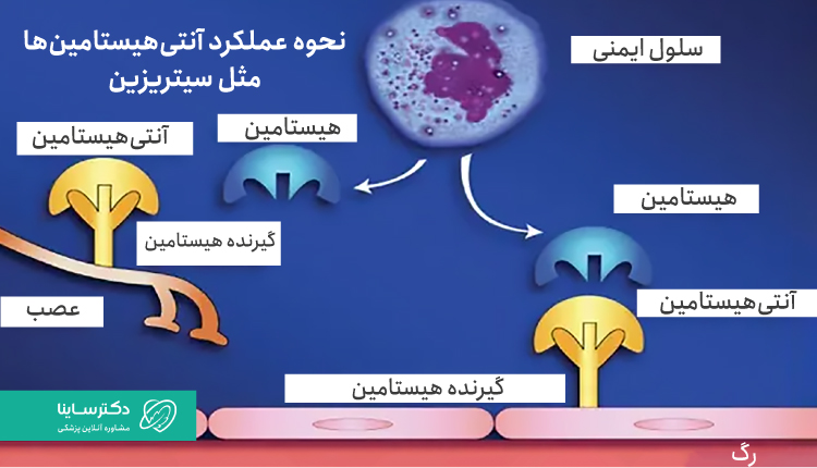 نحوه عملکرد سیتریزین